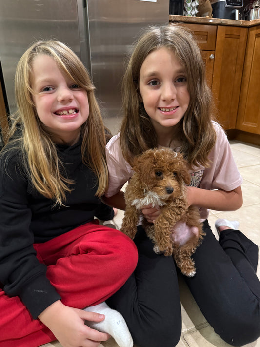 JUNIOR (Toy Poodle)