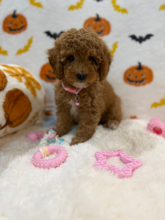 BRITNEY (AKC Mini Poodle)