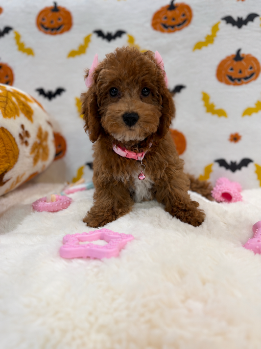BRUNA (Mini Poodle)