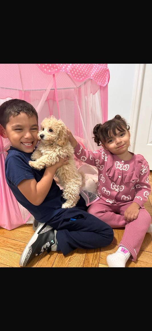 ARIELA (Bichon-Poodle)