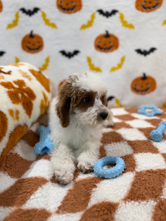 BENNY (Mini Poodle)