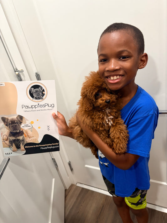 BAMBI (Red Toy Poodle)