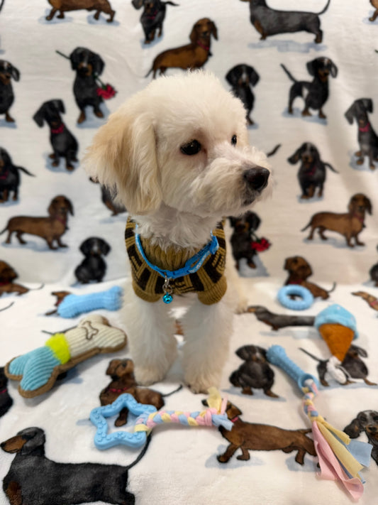 RONNY (Bichon Poodle)