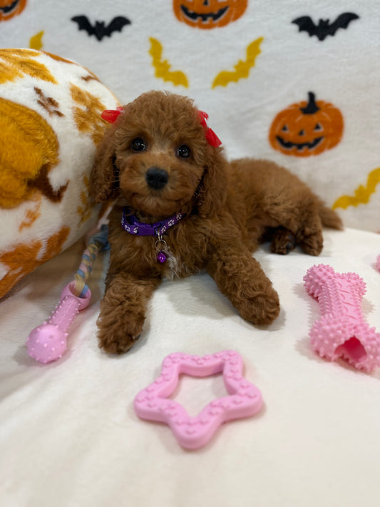 REYNA (ACA Mini Poodle)