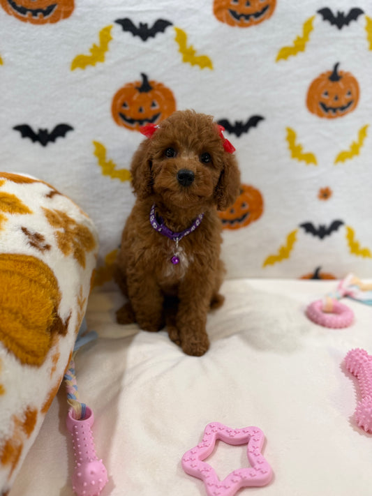 REYNA (ACA Mini Poodle)