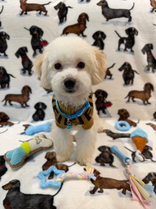 RONNY (Bichon Poodle)