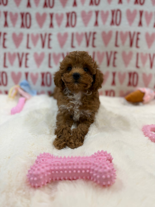 Bunny (Toy Poodle)