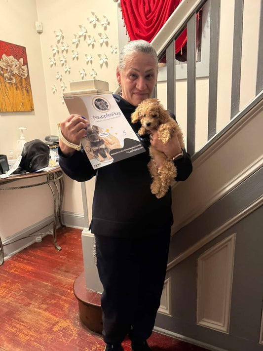 CAMILA (Bichon-Poodle)