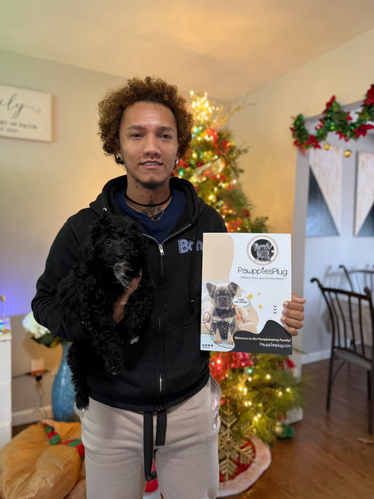 KEV (Mini Poodle)