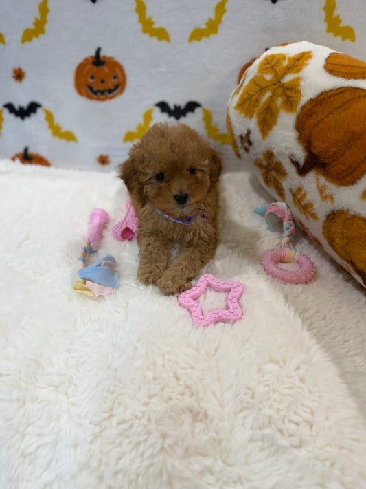 BAILEY (AKC Toy Poodle)