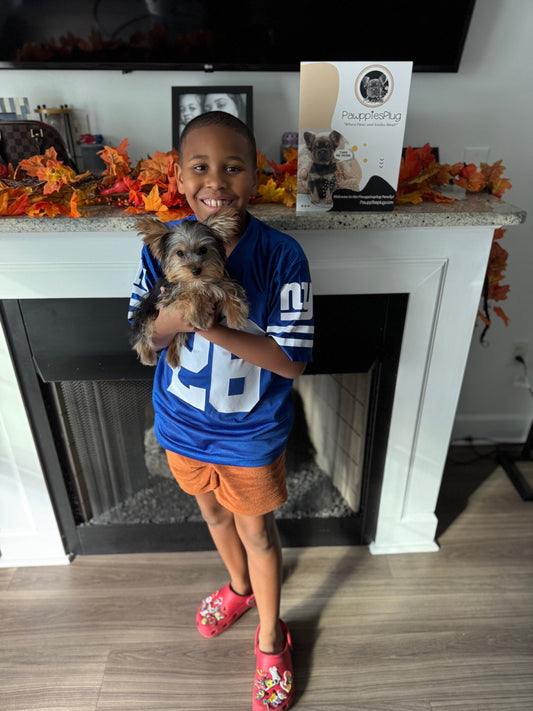 TITAN (Teacup Yorkie)