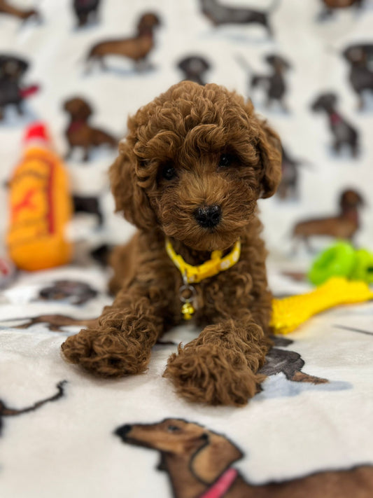 Andy (Miniature Poodle)