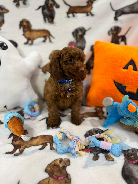 BLUE (Toy/Mini Poodle)
