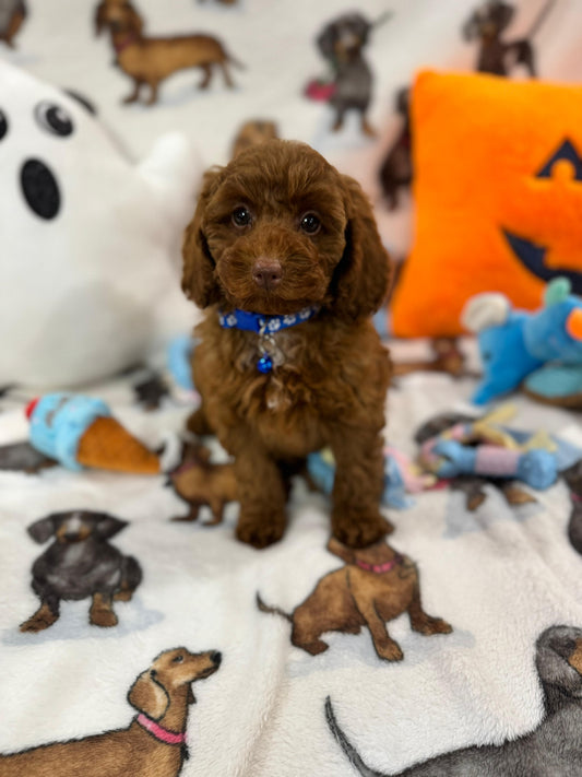 BLUE (Toy/Mini Poodle)