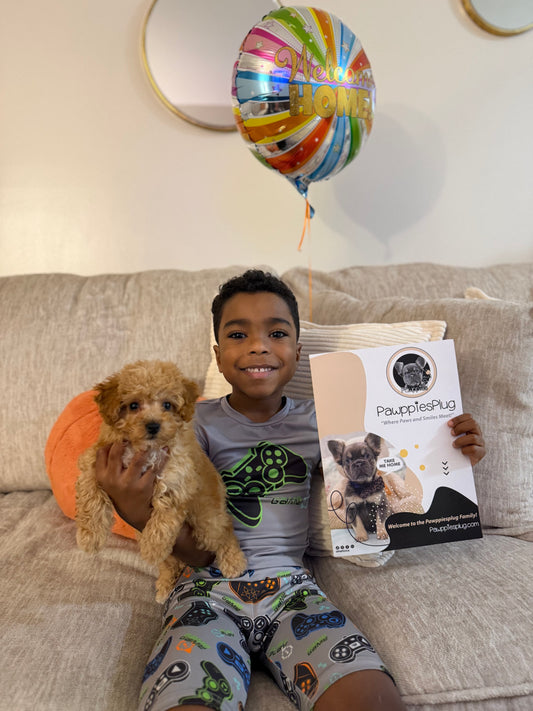 BENJI (Toy Poodle)