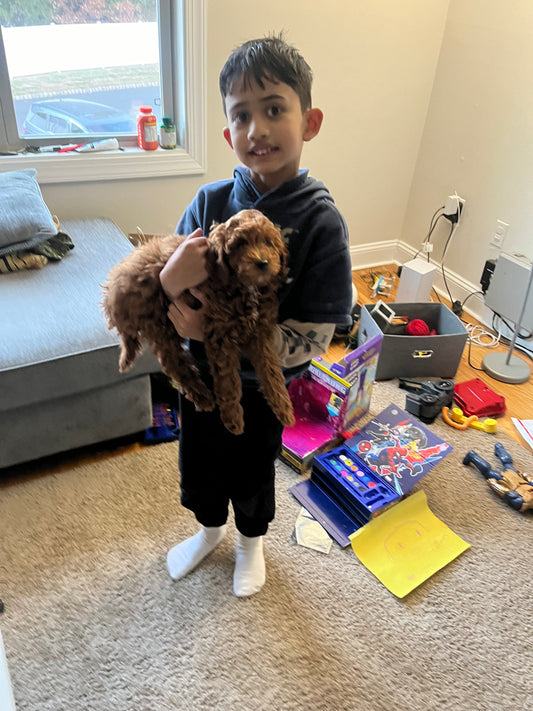 Matt (Mini-Poodle)