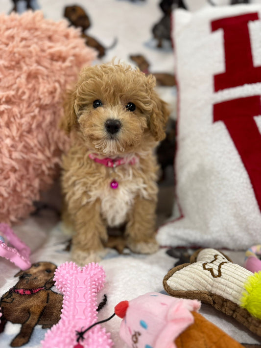DAISY (Toy/Mini Bichon Poodle)