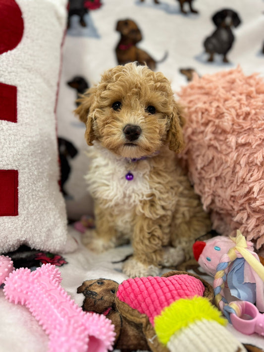 DEMI (Toy/Mini Bichon Poodle)