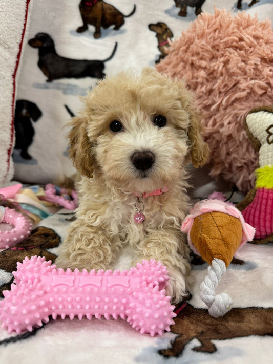DOLLY (Toy/Mini Bichon Poodle)