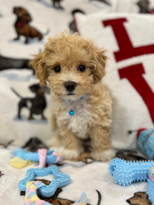 DUKE (Toy/Mini Bichon Poodle)