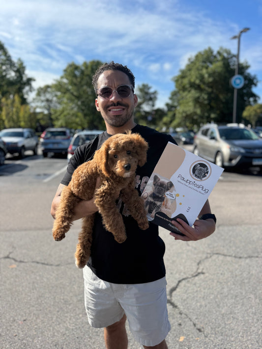 TANGO (Toy Poodle)