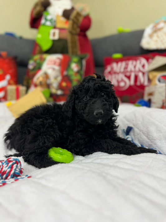 Hazel (Mini-Poodle)