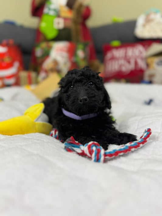 Holly (Mini-Poodle)