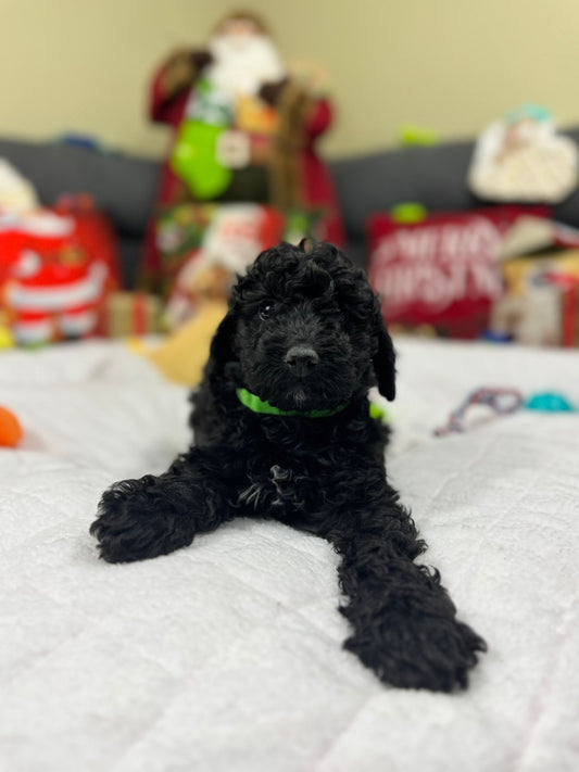 Hugo (Mini-Poodle)