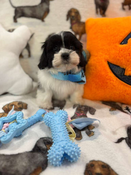 JORDI (Shichon - Teddy Bear)
