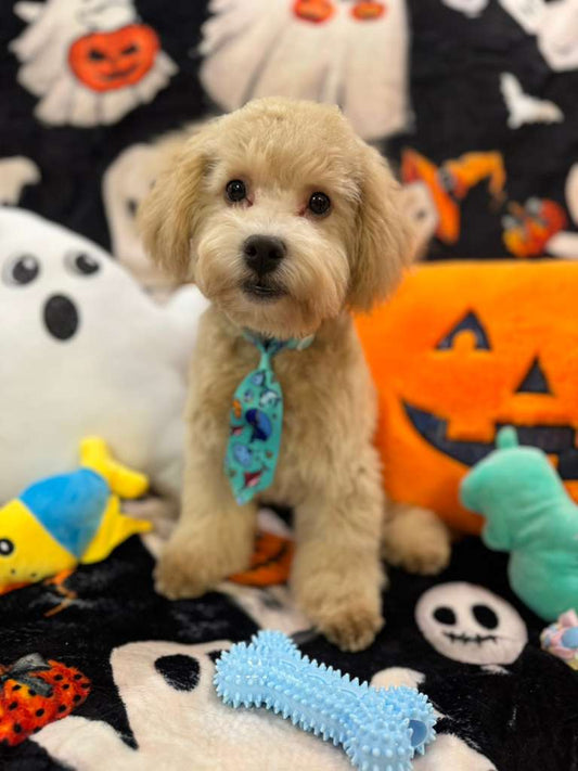 ECHO (Bichon Poodle)