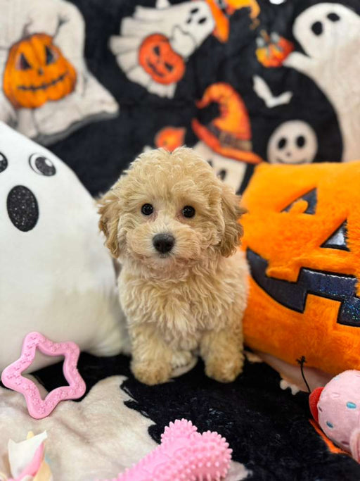ARIELA (Bichon-Poodle)