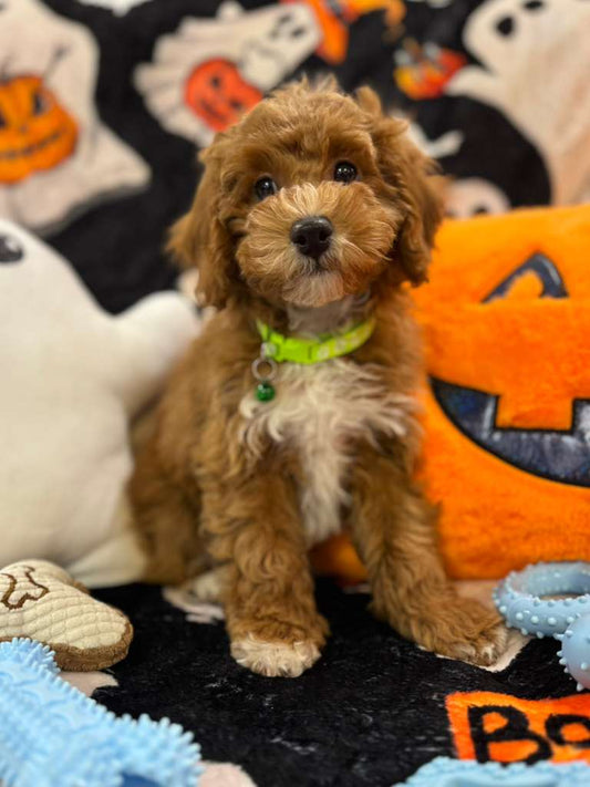 LORENZO (Toy Poodle)