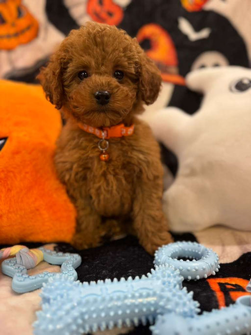 BENJO (Toy Poodle)
