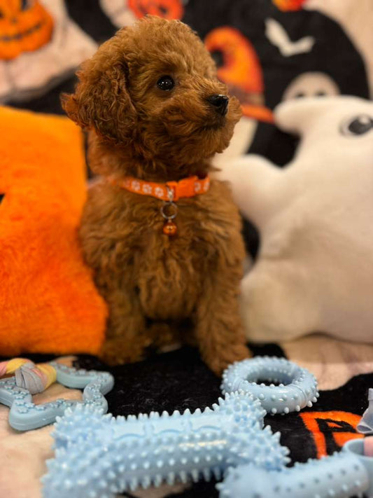 BENJO (Toy Poodle)