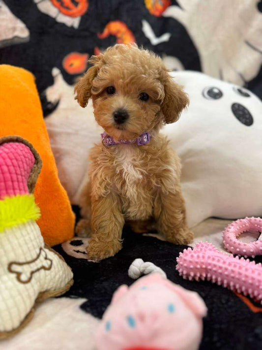 CAMILA (Bichon-Poodle)
