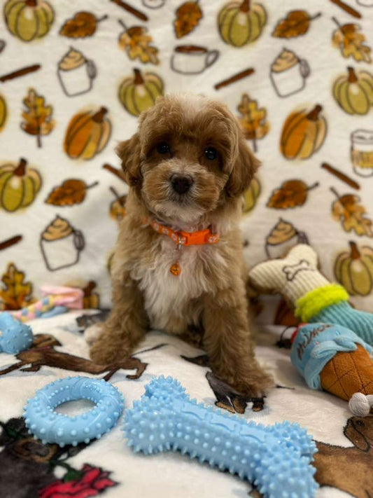 LEO (Toy Poodle)