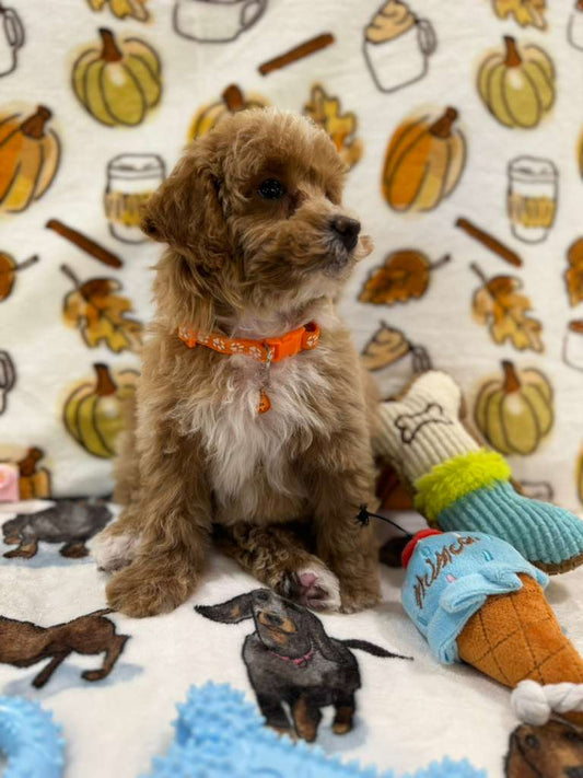 LEO (Toy Poodle)