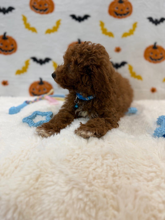 LINO (ACA Mini Poodle)