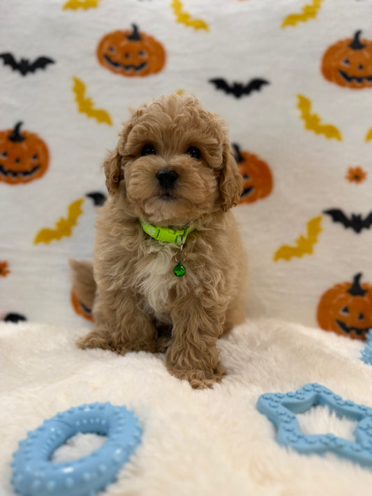 MILO (Bichon Poodle)