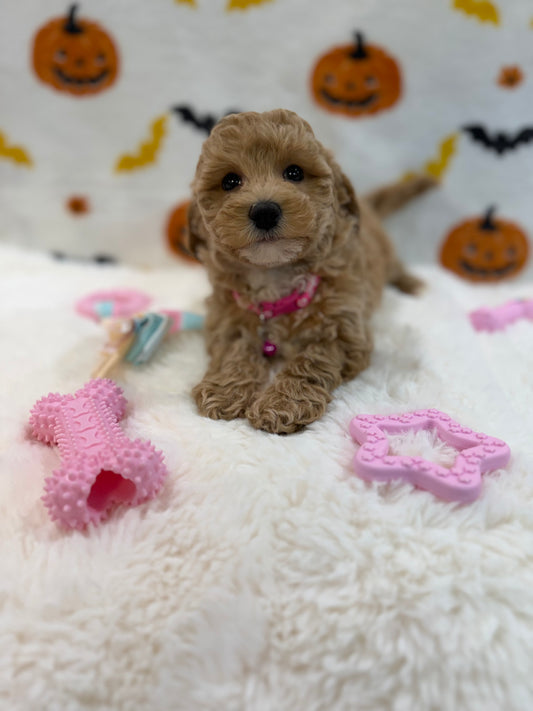 KIARA (Bichon Poodle)