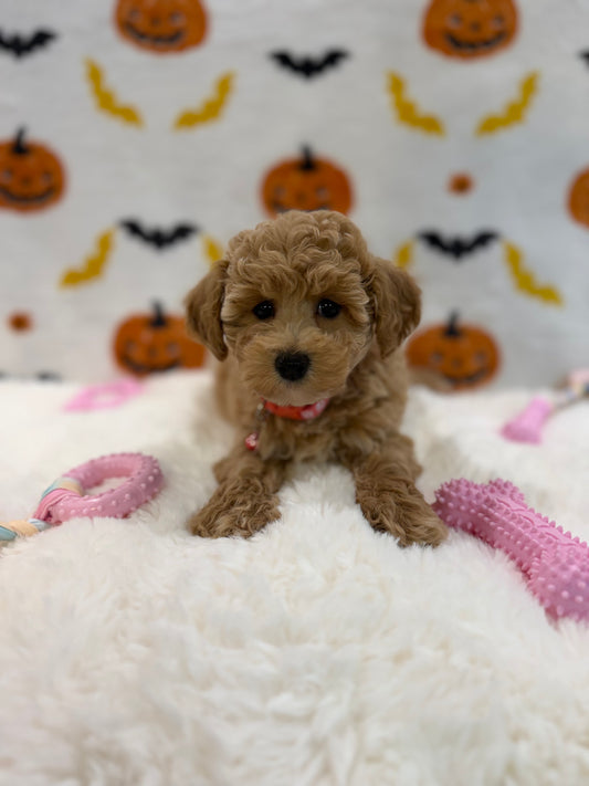 KELLY (Bichon Poodle)