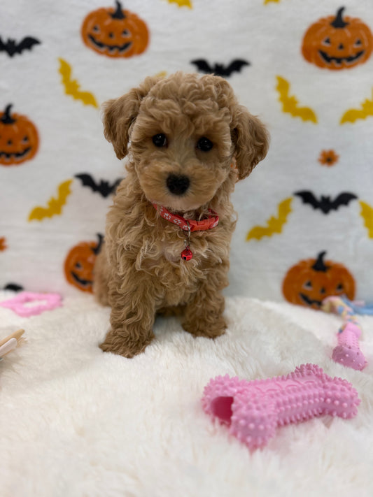KELLY (Bichon Poodle)