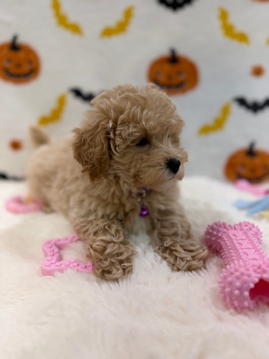 MYRA (Bichon Poodle)