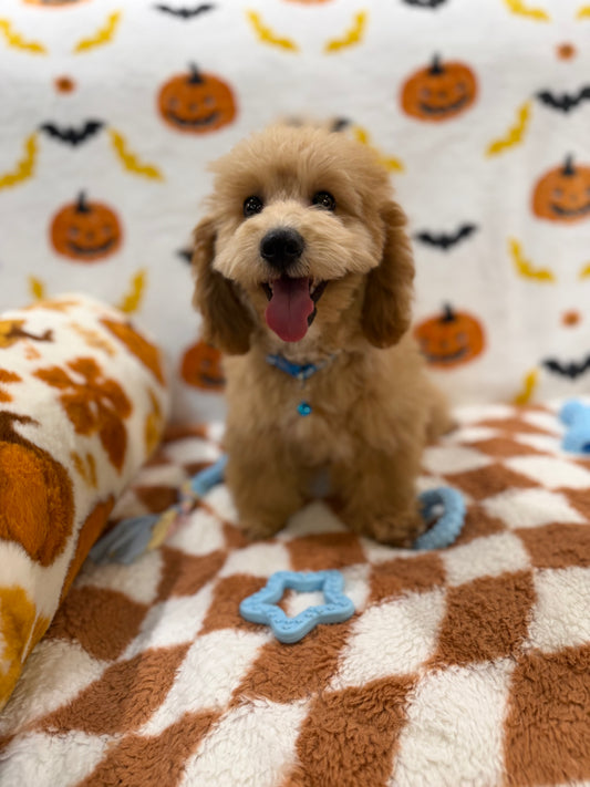 TITO (Bichon Poodle)