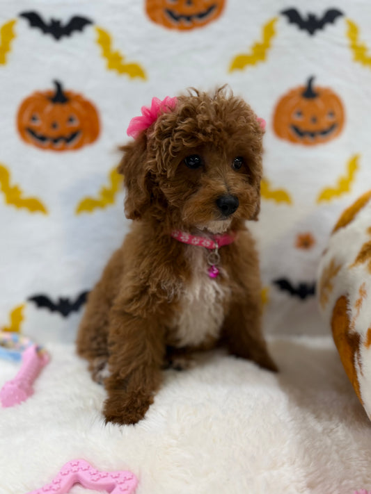BELLA (Toy/Mini Poodle)