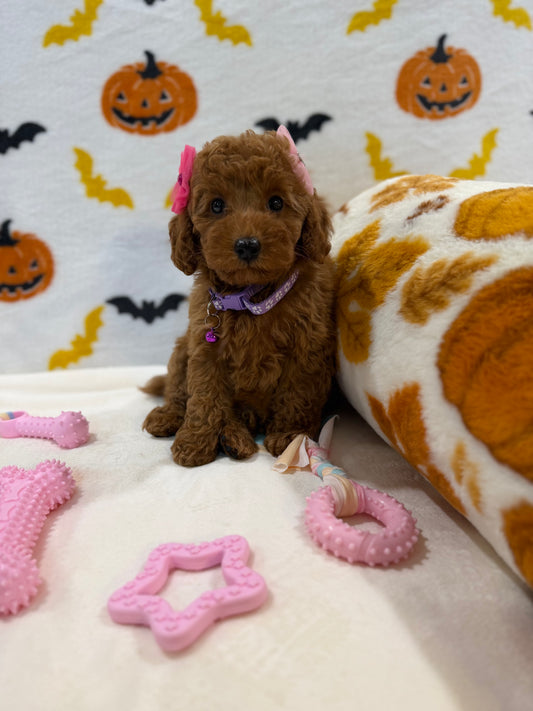 RILEY (ACA Toy/Mini Poodle)