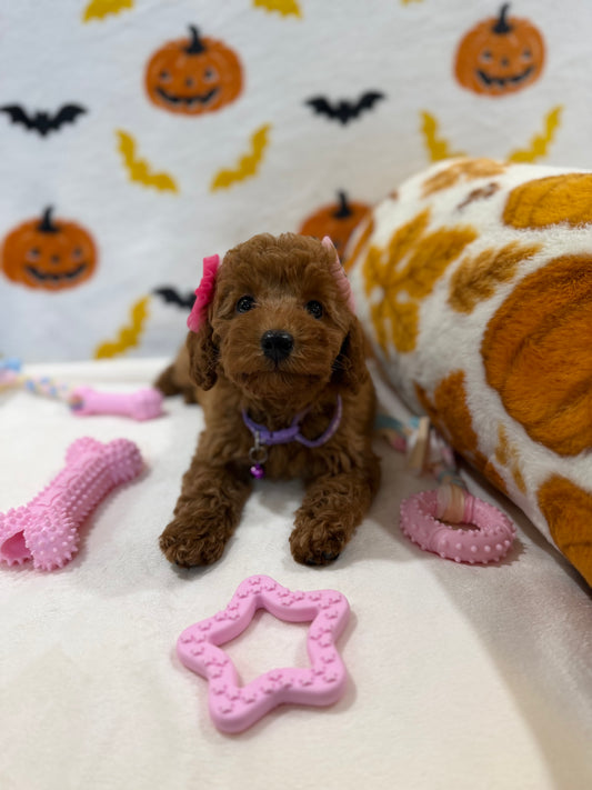 RILEY (ACA Toy/Mini Poodle)