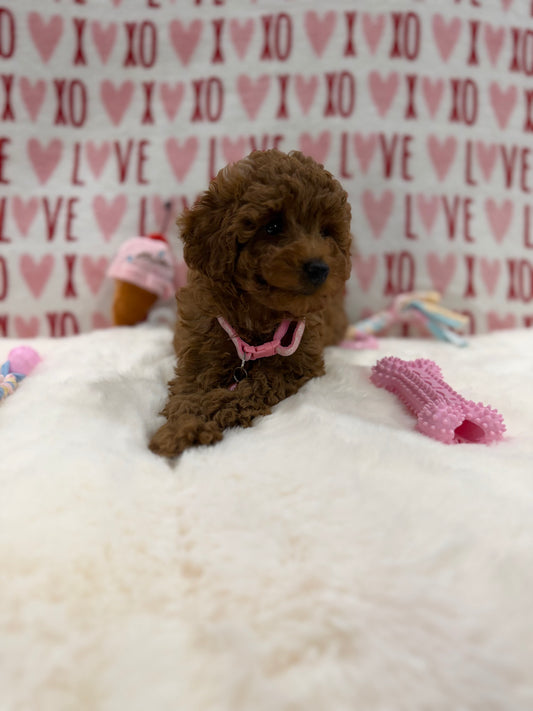 Bella (Red Toy Poodle)
