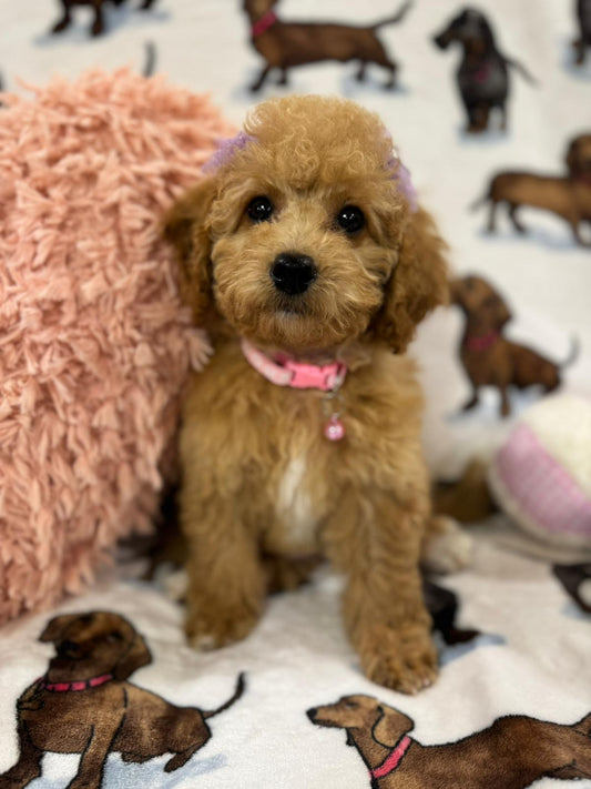 Jessy (Toy/Mini Bichon Poodle)
