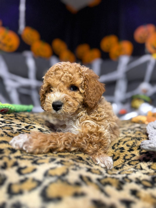 Kenny (Mini-Poodle)